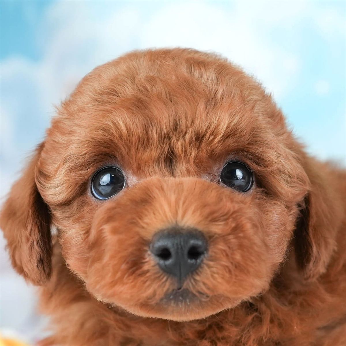 トイ・プードル | 男の子 | レッド | 2026年2月19日（ID:dog-30003076）