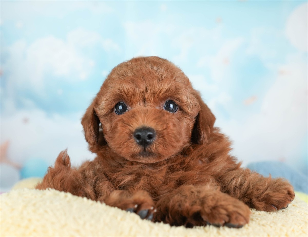 トイ・プードル | 男の子 | レッド | 2026年2月19日（ID:dog-30003076）