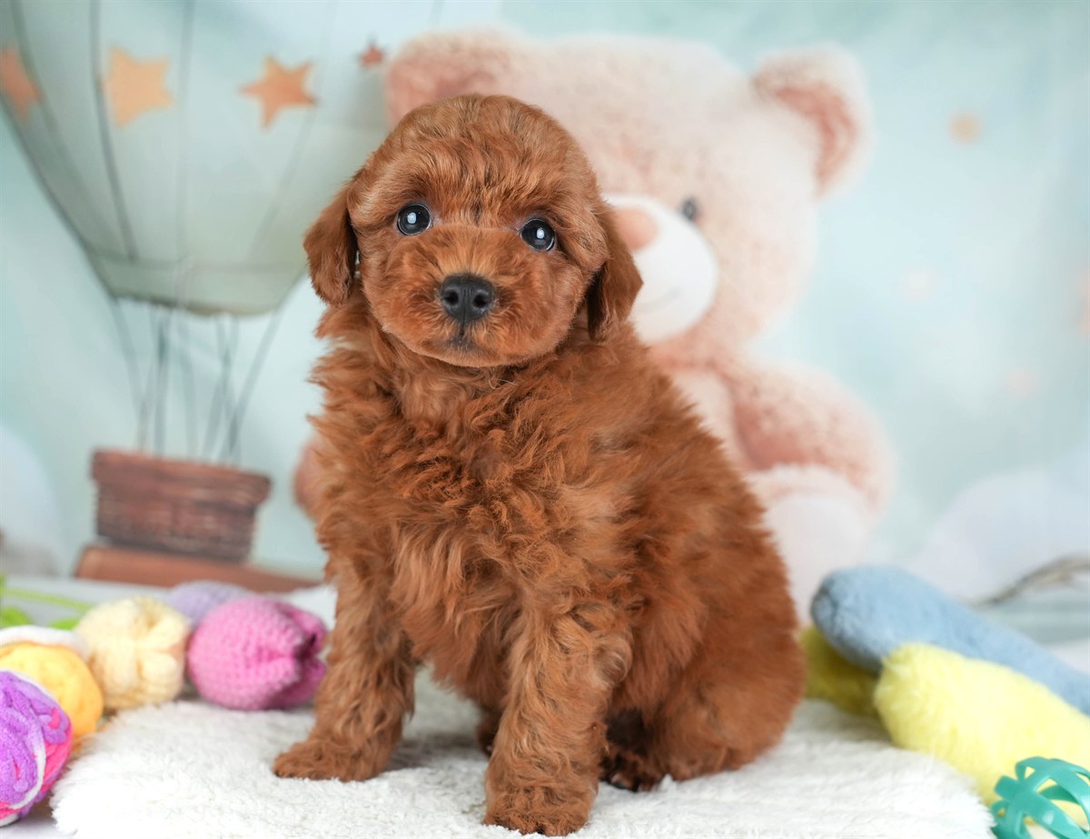 トイ・プードル | 男の子 | レッド | 2026年2月19日（ID:dog-30003076）