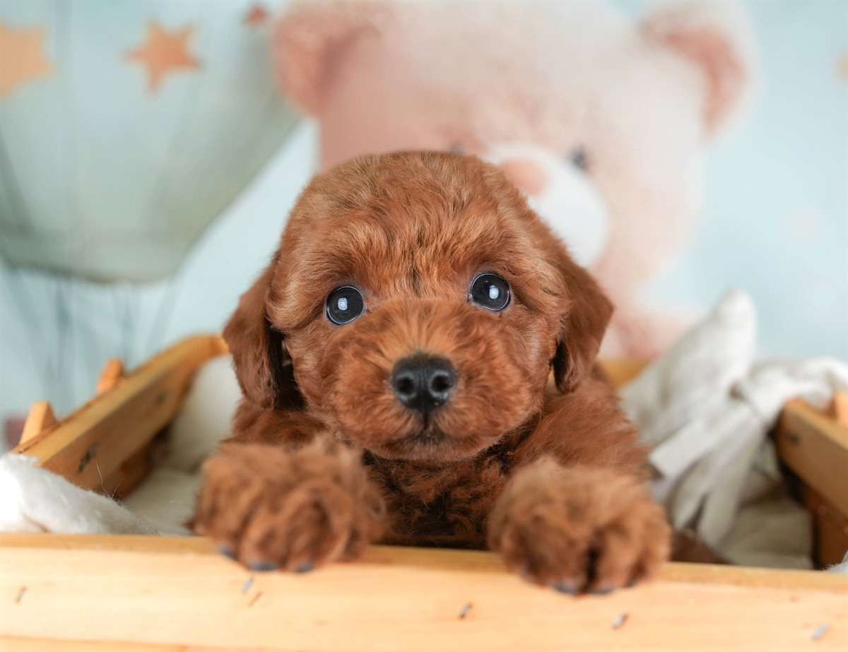 トイ・プードル | 男の子 | レッド | 2026年2月19日（ID:dog-30003076）