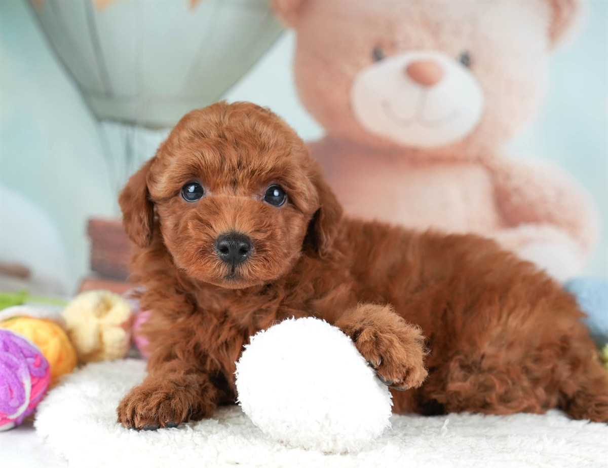 トイ・プードル | 男の子 | レッド | 2026年2月19日（ID:dog-30003076）