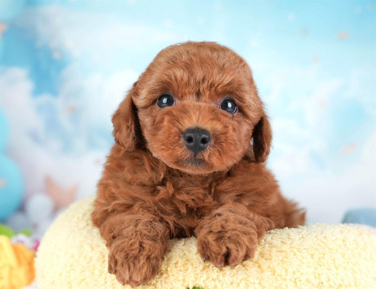 トイ・プードル | 男の子 | レッド | 2026年2月19日（ID:dog-30003076）