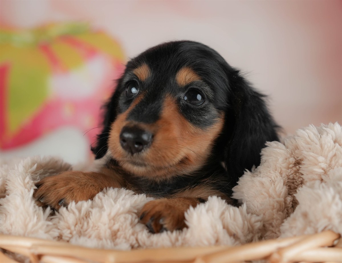 ミニチュア・ダックスフンド(ロング) | 女の子 | ブラック＆タン | 2026年2月20日（ID:dog-30003077）