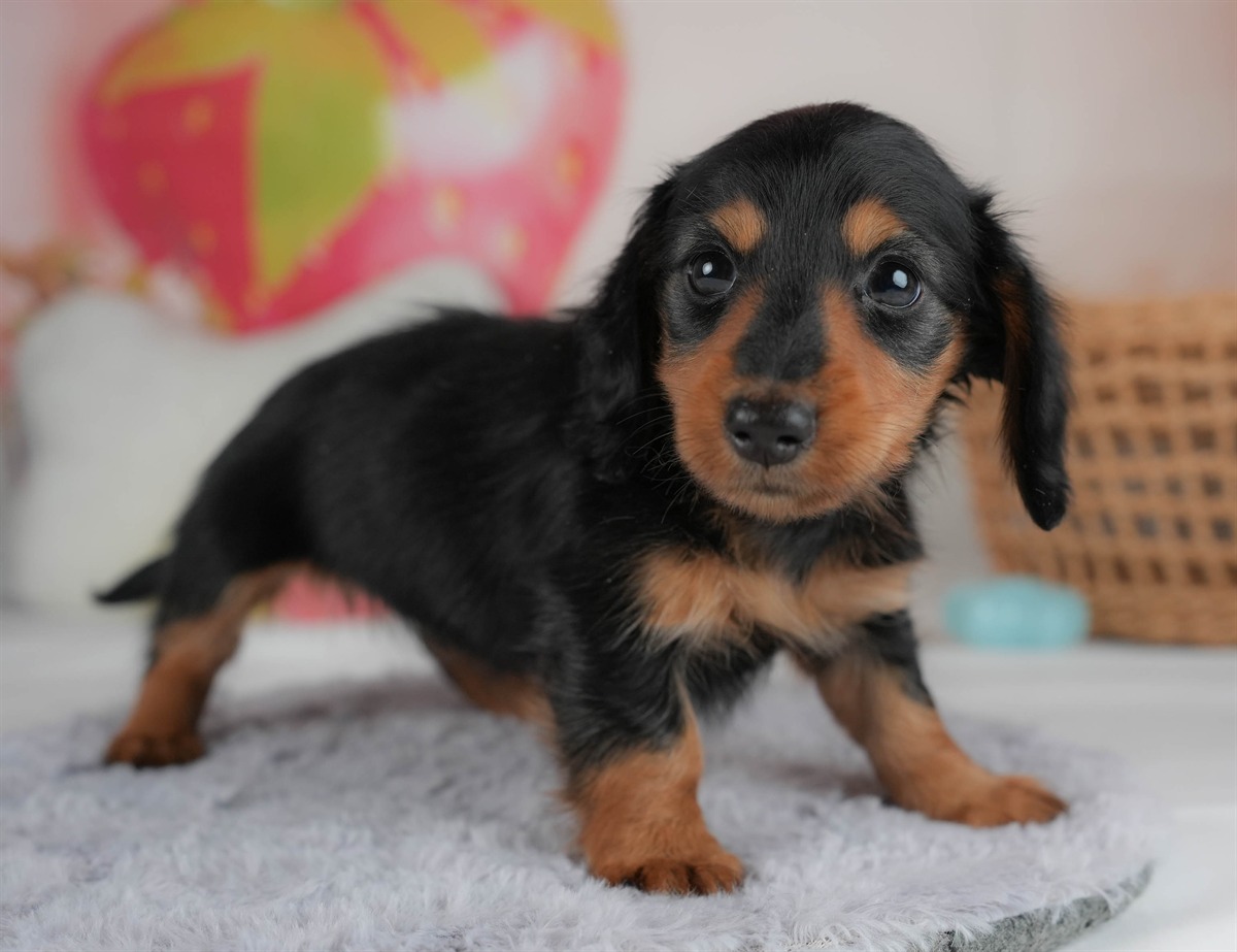 ミニチュア・ダックスフンド(ロング) | 女の子 | ブラック＆タン | 2026年2月20日（ID:dog-30003077）