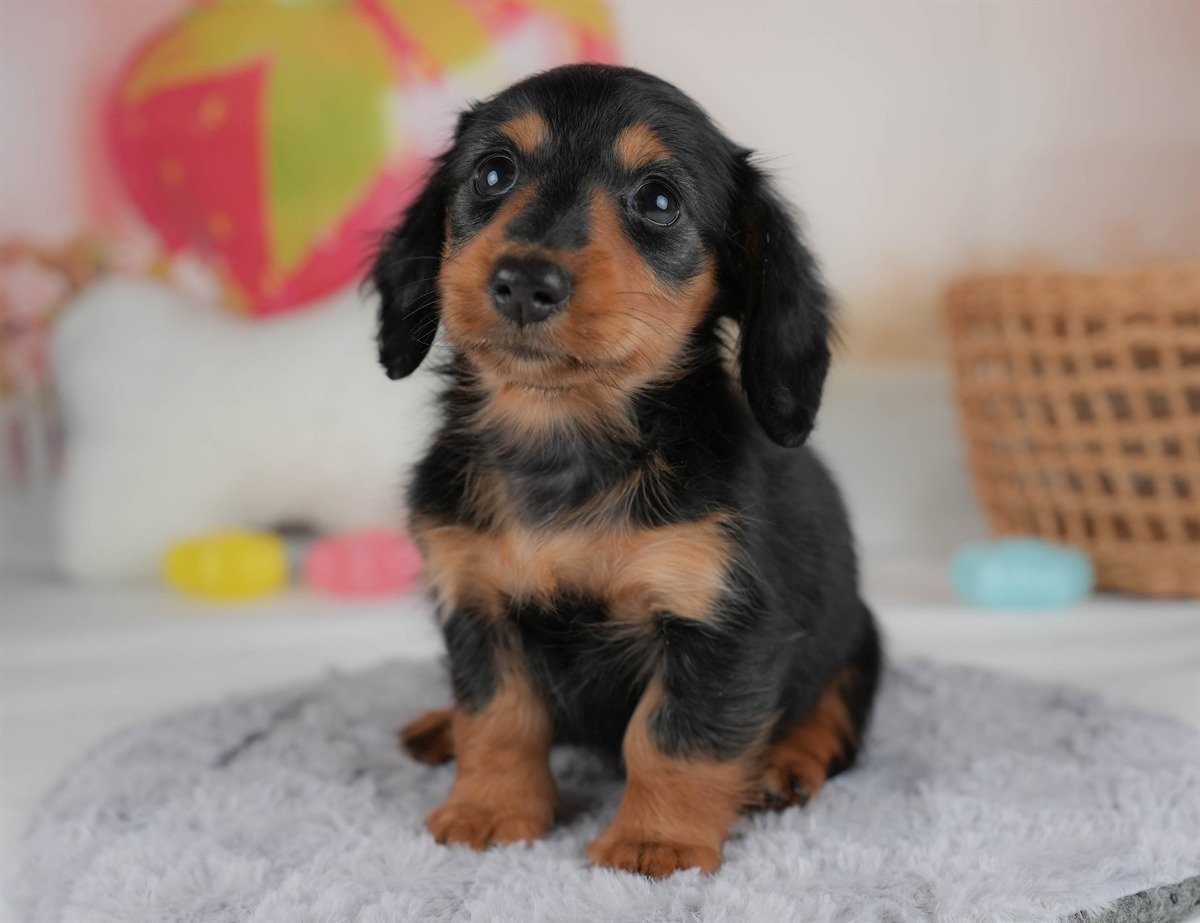 ミニチュア・ダックスフンド(ロング) | 女の子 | ブラック＆タン | 2026年2月20日（ID:dog-30003077）