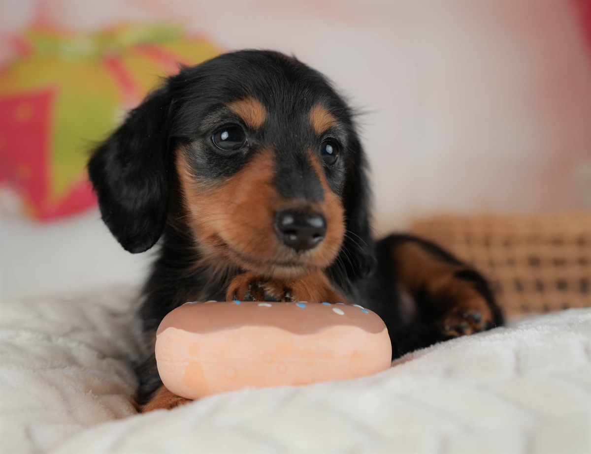 ミニチュア・ダックスフンド(ロング) | 女の子 | ブラック＆タン | 2026年2月20日（ID:dog-30003077）