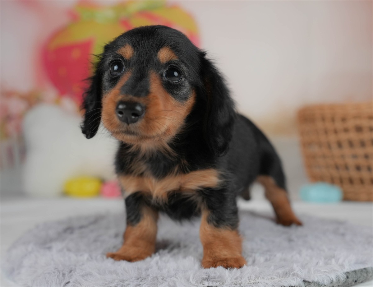 ミニチュア・ダックスフンド(ロング) | 女の子 | ブラック＆タン | 2026年2月20日（ID:dog-30003077）