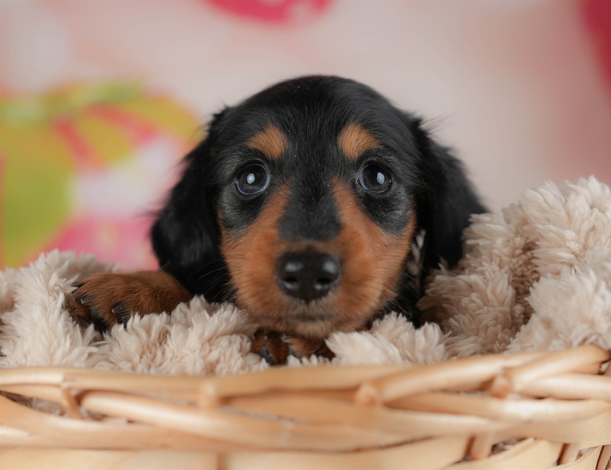 ミニチュア・ダックスフンド(ロング) | 女の子 | ブラック＆タン | 2026年2月20日（ID:dog-30003077）