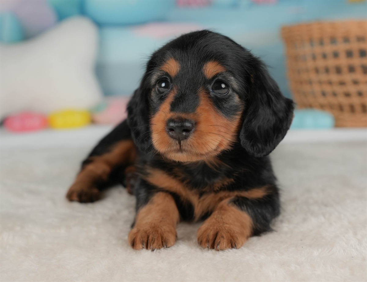 ミニチュア・ダックスフンド(ロング) | 女の子 | ブラック＆タン | 2026年2月20日（ID:dog-30003079）