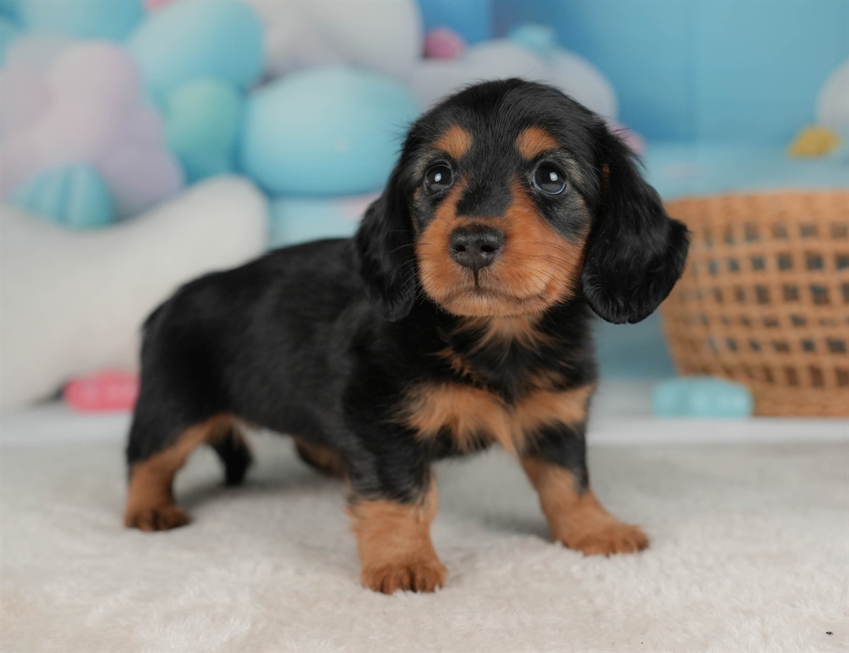 ミニチュア・ダックスフンド(ロング) | 女の子 | ブラック＆タン | 2026年2月20日（ID:dog-30003079）