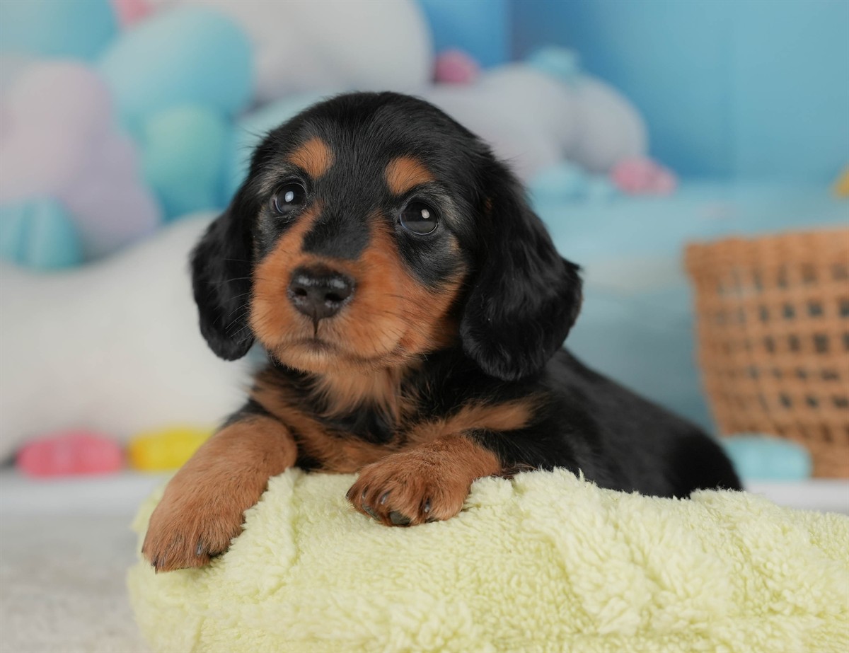 ミニチュア・ダックスフンド(ロング) | 女の子 | ブラック＆タン | 2026年2月20日（ID:dog-30003079）