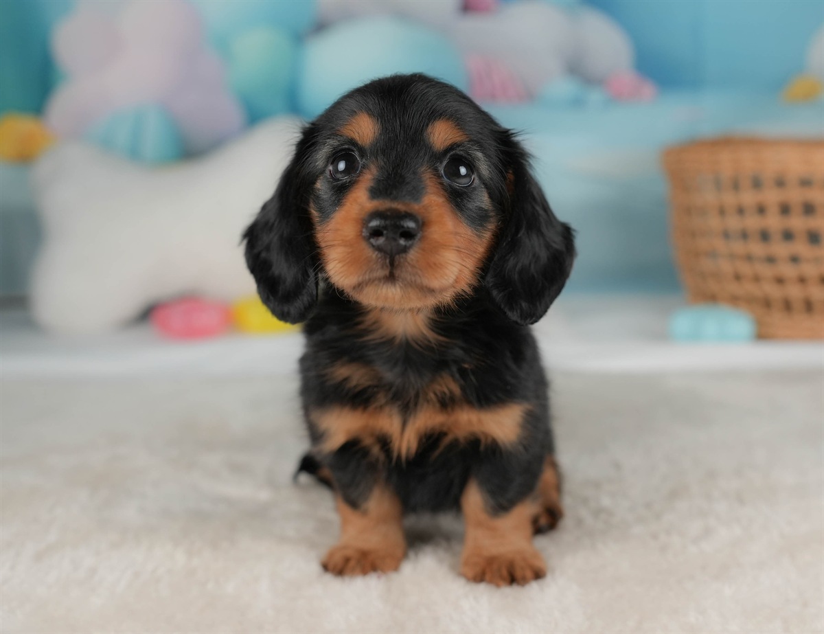 ミニチュア・ダックスフンド(ロング) | 女の子 | ブラック＆タン | 2026年2月20日（ID:dog-30003079）