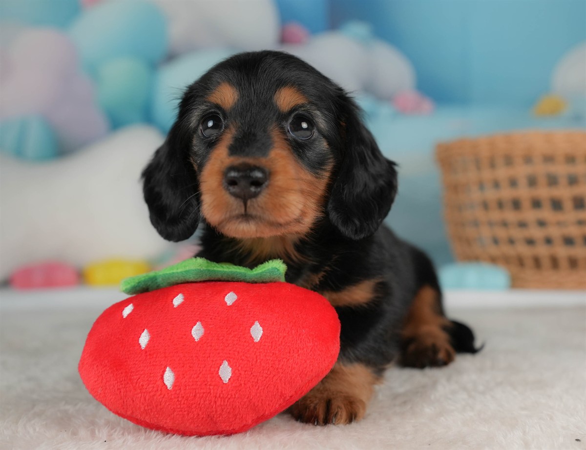 ミニチュア・ダックスフンド(ロング) | 女の子 | ブラック＆タン | 2026年2月20日（ID:dog-30003079）