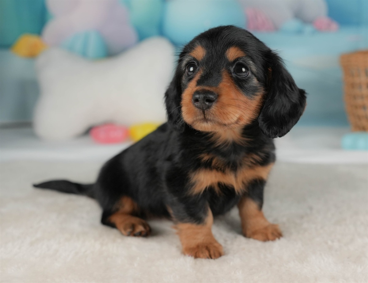 ミニチュア・ダックスフンド(ロング) | 女の子 | ブラック＆タン | 2026年2月20日（ID:dog-30003079）
