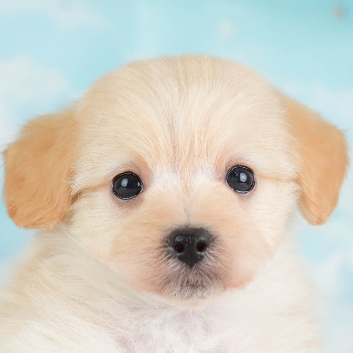 ポメプー | 男の子 | アプリコット | 2026年2月22日（ID:dog-30003081）