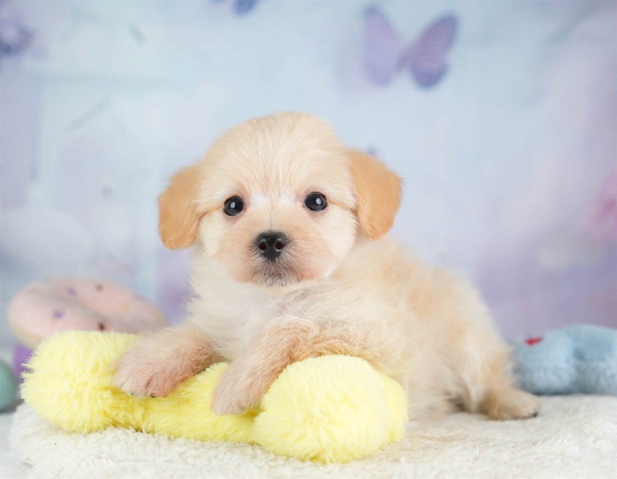 ポメプー | 男の子 | アプリコット | 2026年2月22日（ID:dog-30003081）