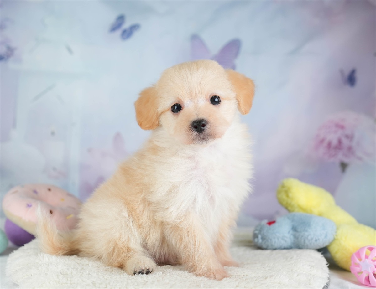 ポメプー | 男の子 | アプリコット | 2026年2月22日（ID:dog-30003081）