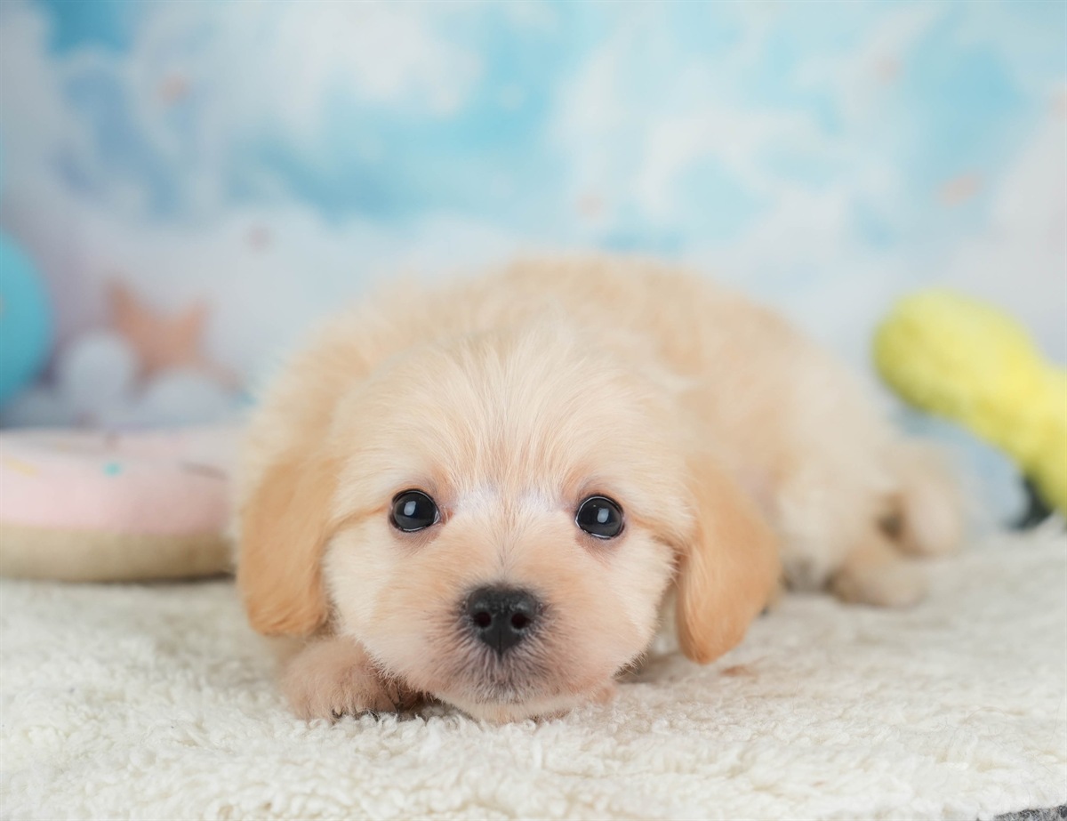 ポメプー | 男の子 | アプリコット | 2026年2月22日（ID:dog-30003081）