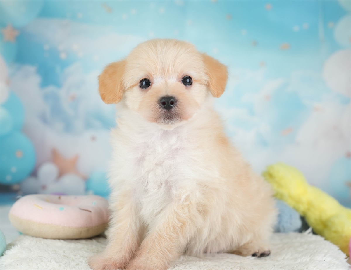 ポメプー | 男の子 | アプリコット | 2026年2月22日（ID:dog-30003081）