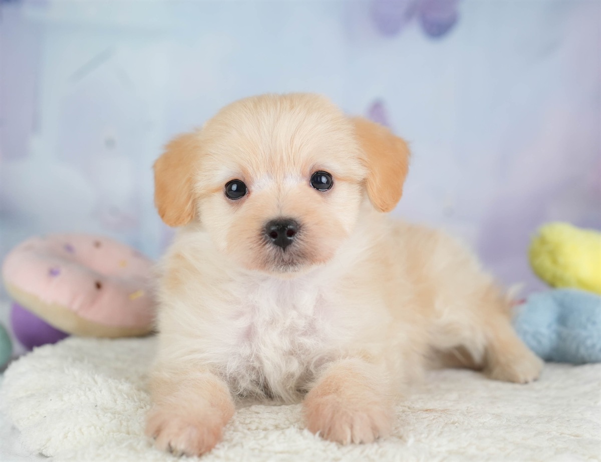 ポメプー | 男の子 | アプリコット | 2026年2月22日（ID:dog-30003081）