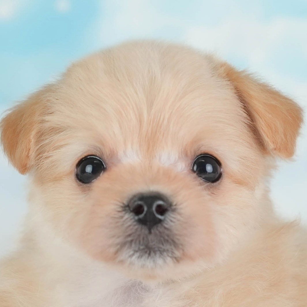 ポメプー | 女の子 | アプリコット | 2026年2月22日（ID:dog-30003082）