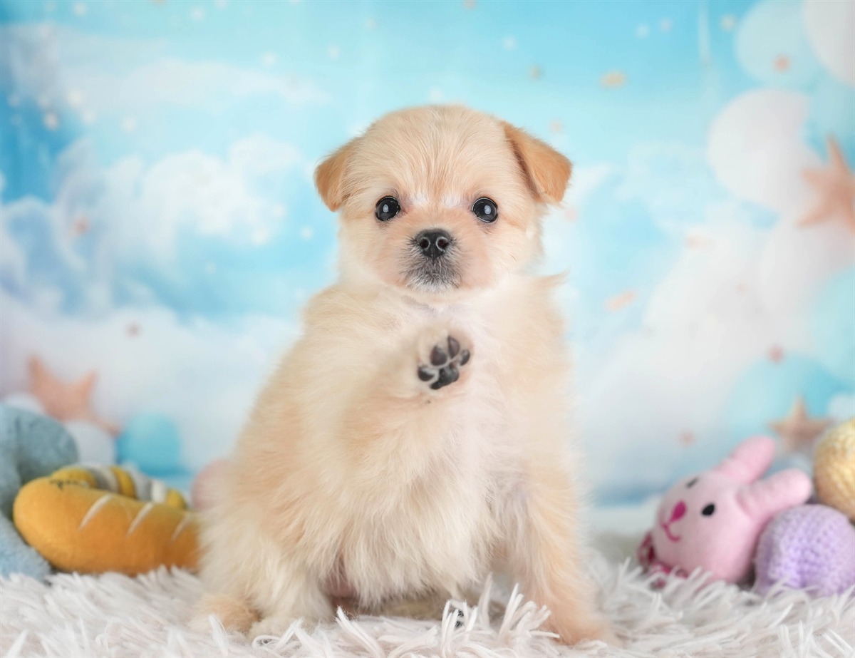 ポメプー | 女の子 | アプリコット | 2026年2月22日（ID:dog-30003082）