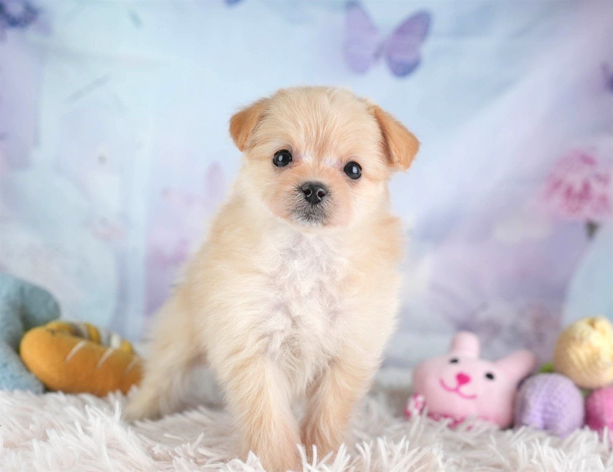 ポメプー | 女の子 | アプリコット | 2026年2月22日（ID:dog-30003082）