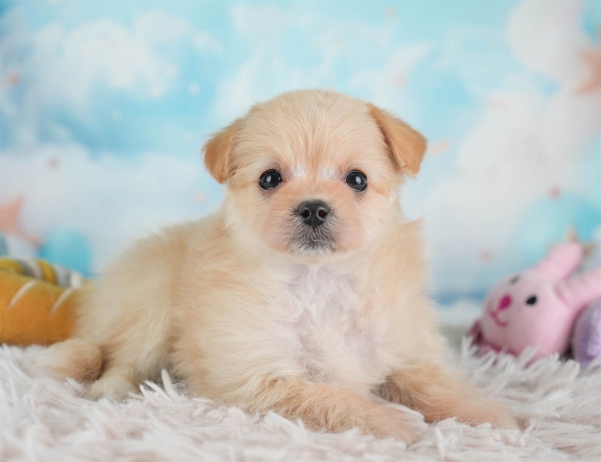 ポメプー | 女の子 | アプリコット | 2026年2月22日（ID:dog-30003082）