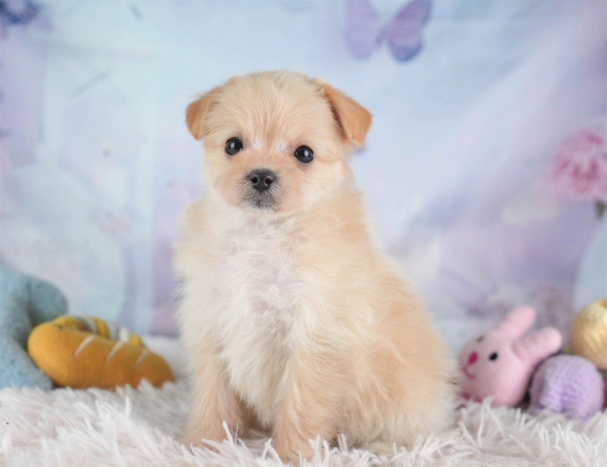 ポメプー | 女の子 | アプリコット | 2026年2月22日（ID:dog-30003082）