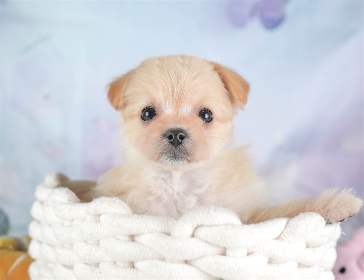 ポメプー | 女の子 | アプリコット | 2026年2月22日（ID:dog-30003082）