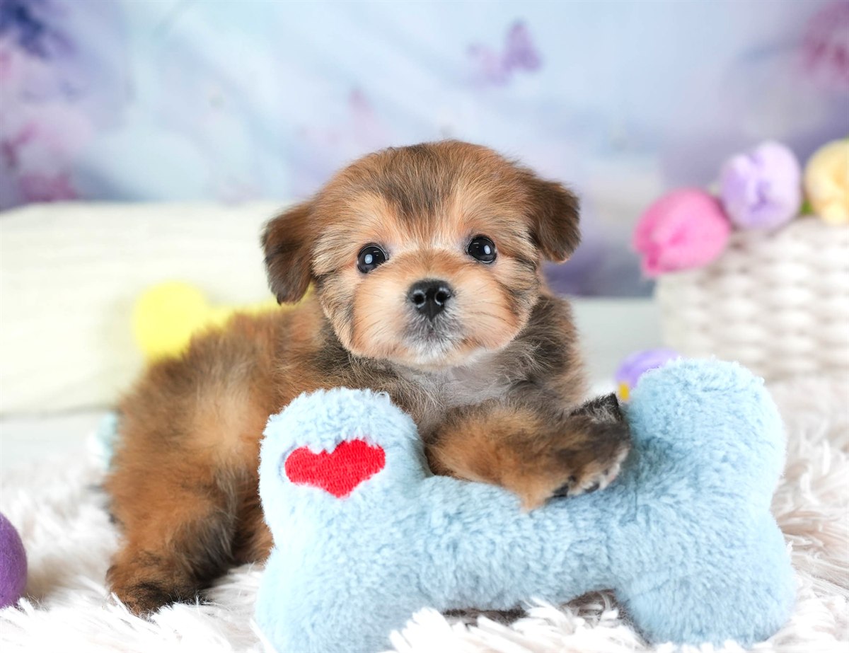 ポメプー | 男の子 | レッド | 2026年2月22日（ID:dog-30003084）