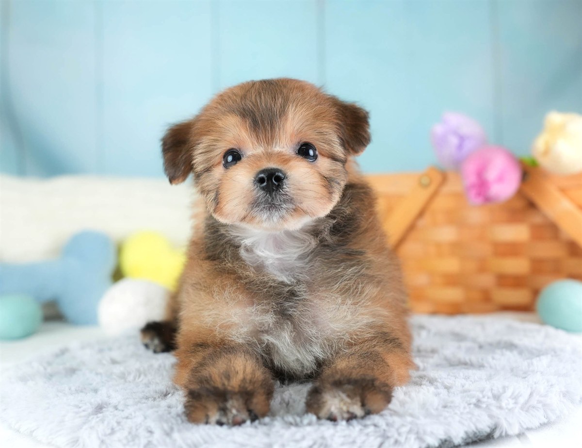 ポメプー | 男の子 | レッド | 2026年2月22日（ID:dog-30003084）