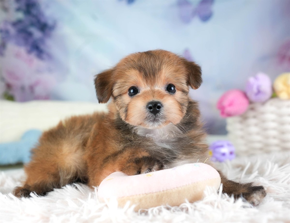 ポメプー | 男の子 | レッド | 2026年2月22日（ID:dog-30003084）