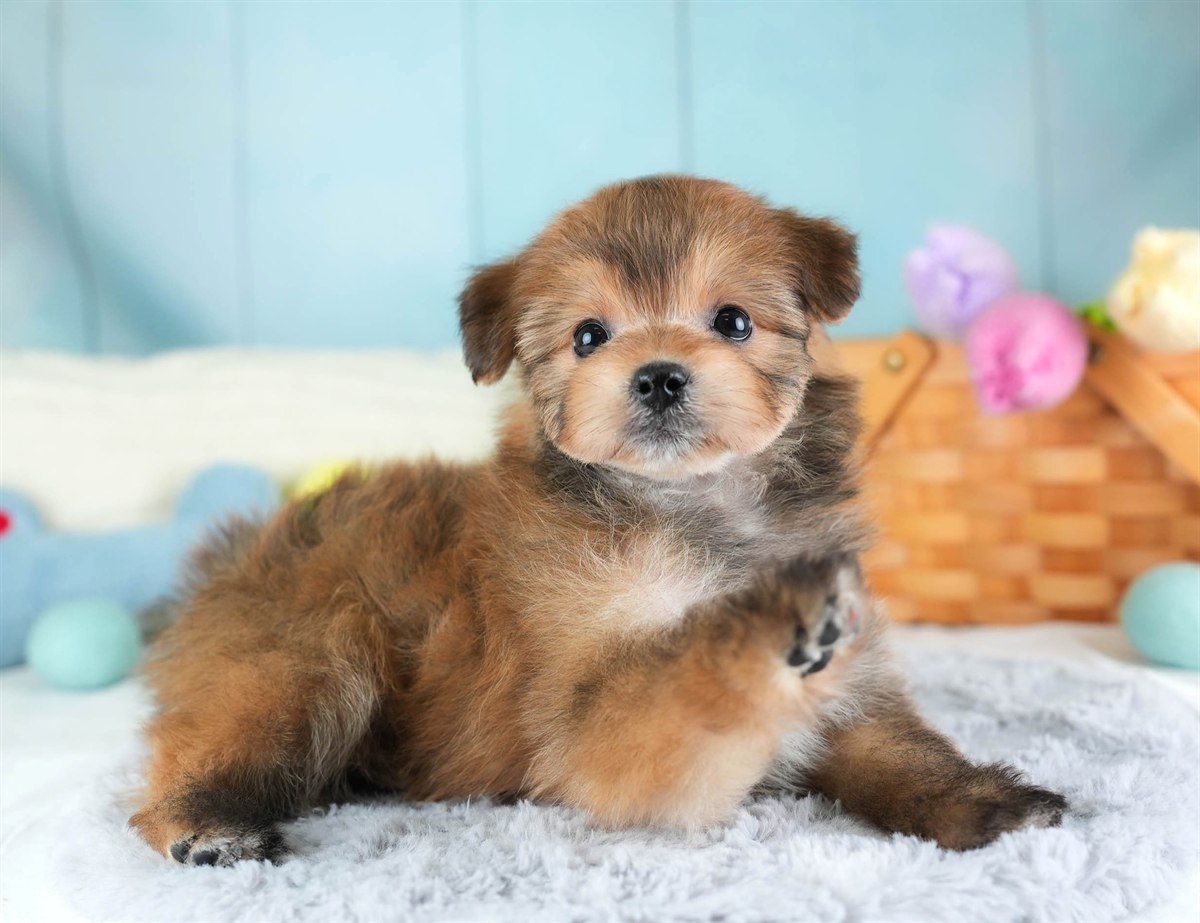 ポメプー | 男の子 | レッド | 2026年2月22日（ID:dog-30003084）