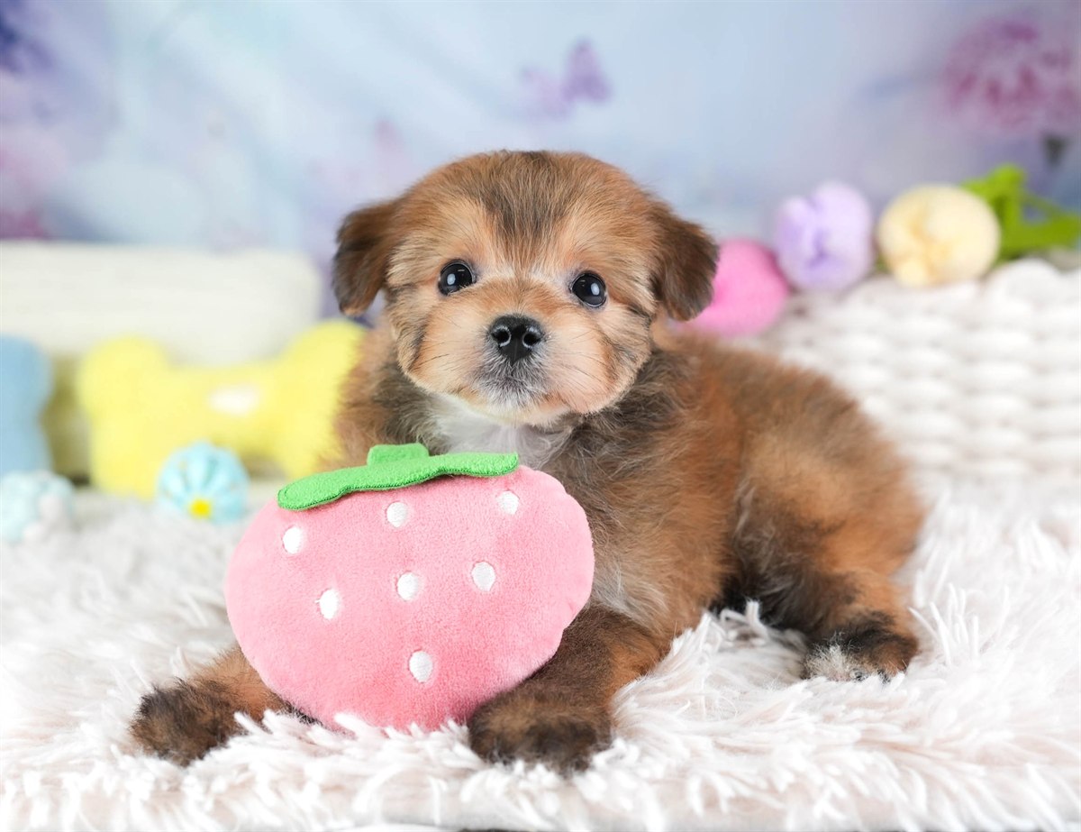 ポメプー | 男の子 | レッド | 2026年2月22日（ID:dog-30003084）