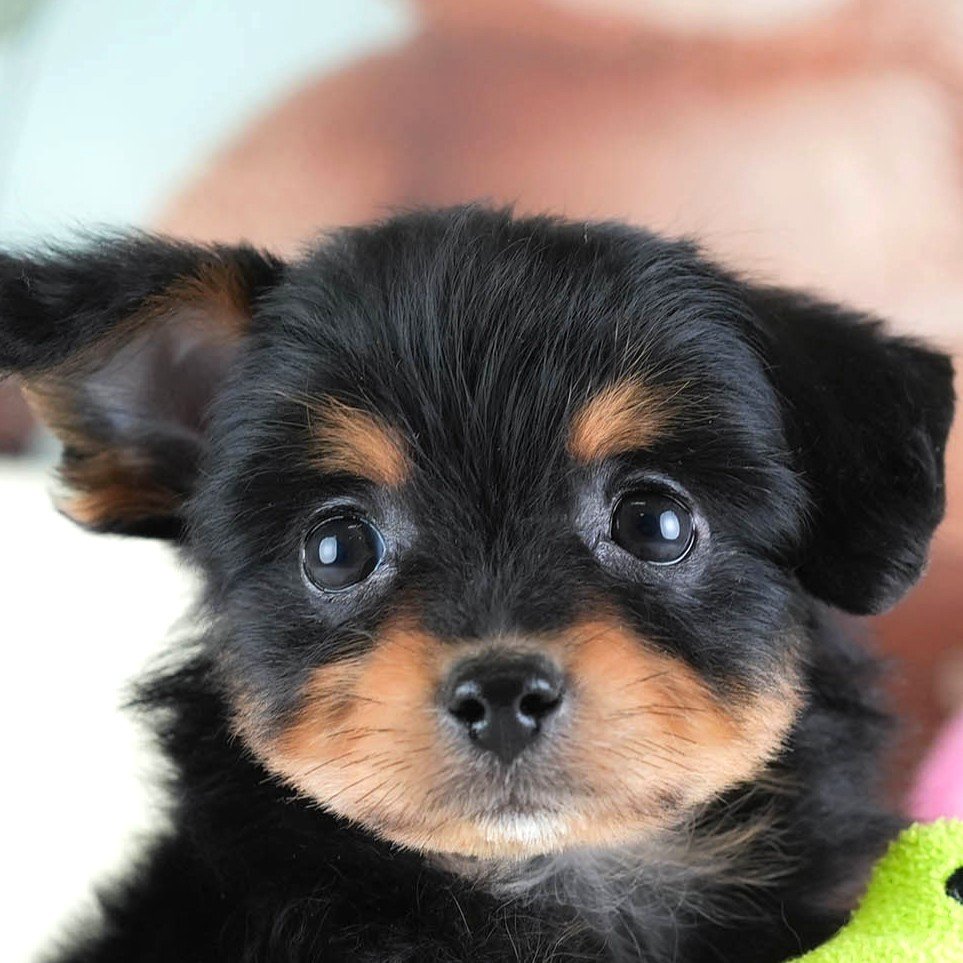 ポメプー | 男の子 | ブラック＆タン | 2026年2月22日（ID:dog-30003085）