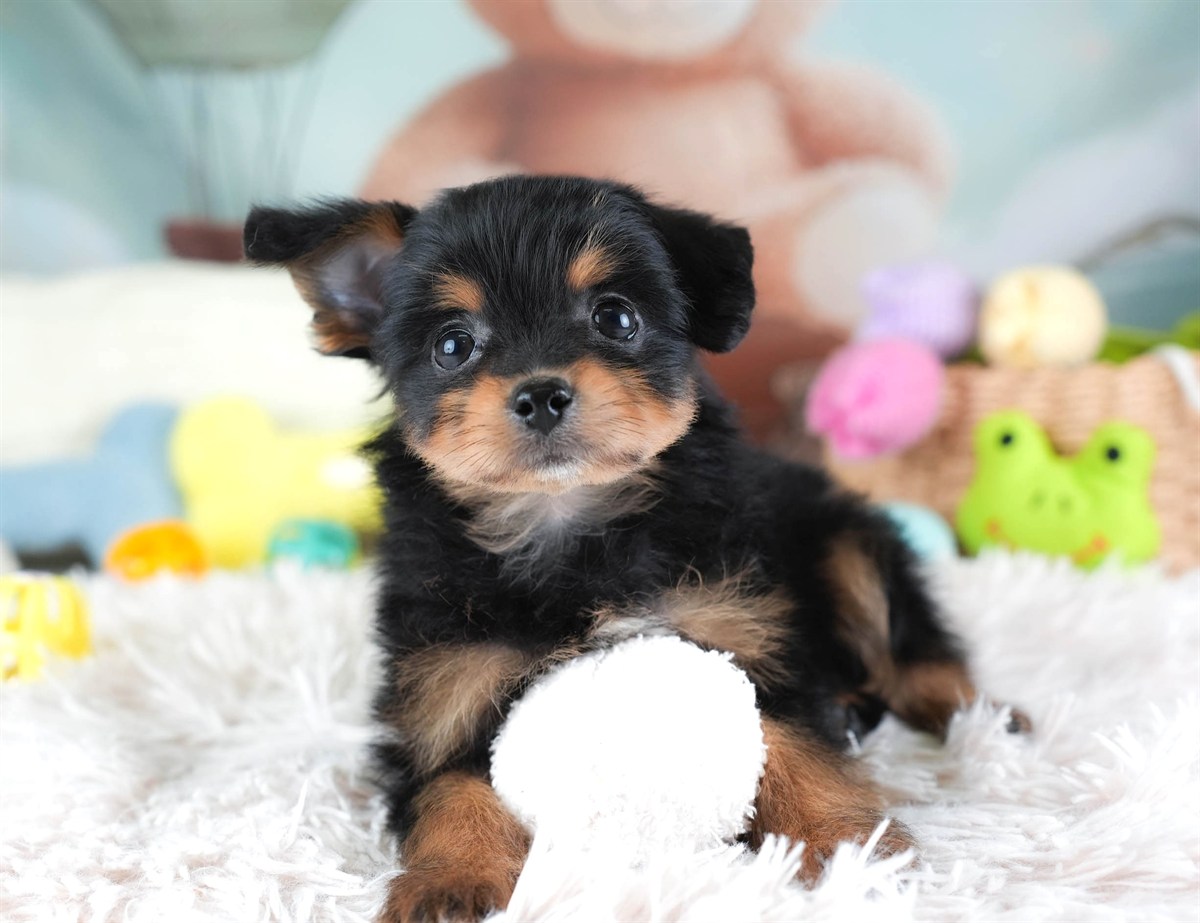 ポメプー | 男の子 | ブラック＆タン | 2026年2月22日（ID:dog-30003085）