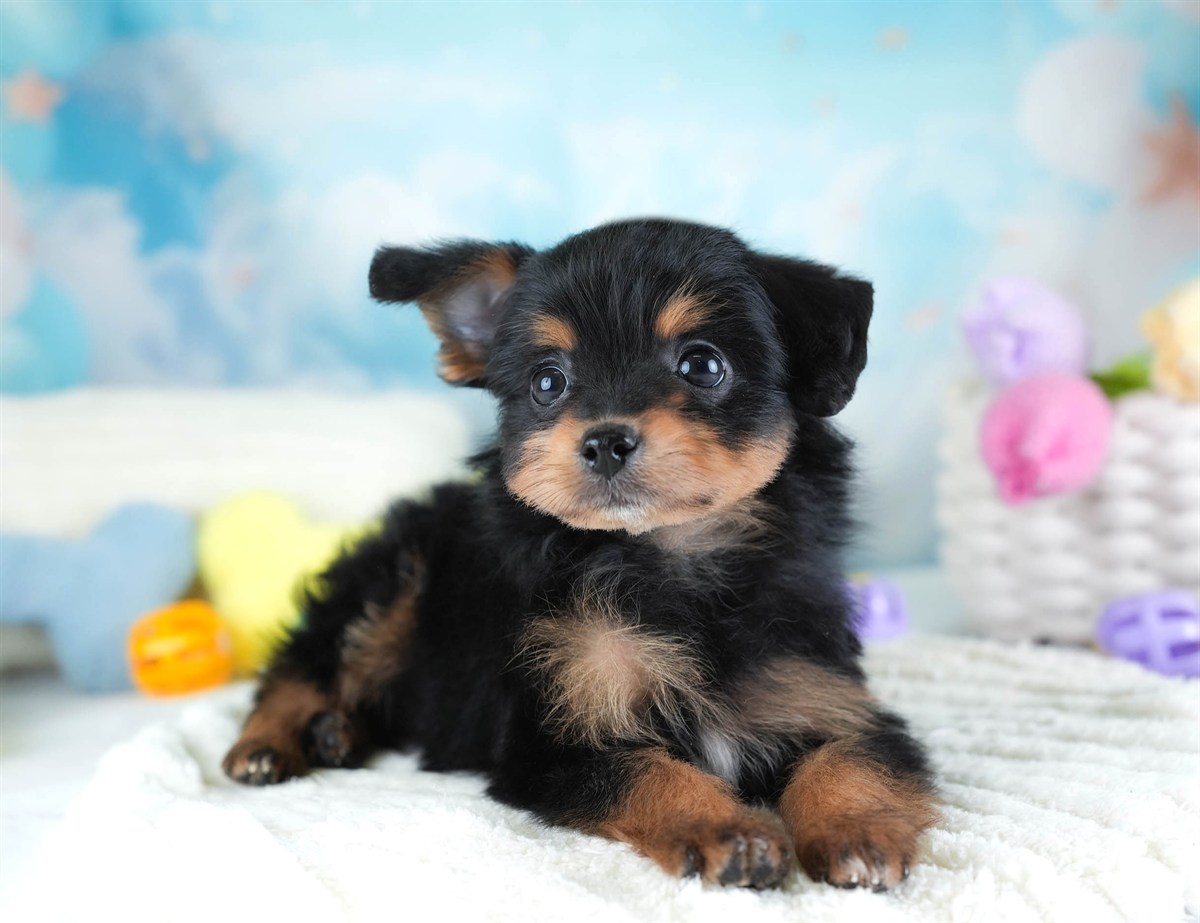 ポメプー | 男の子 | ブラック＆タン | 2026年2月22日（ID:dog-30003085）