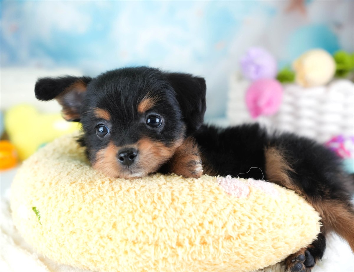 ポメプー | 男の子 | ブラック＆タン | 2026年2月22日（ID:dog-30003085）