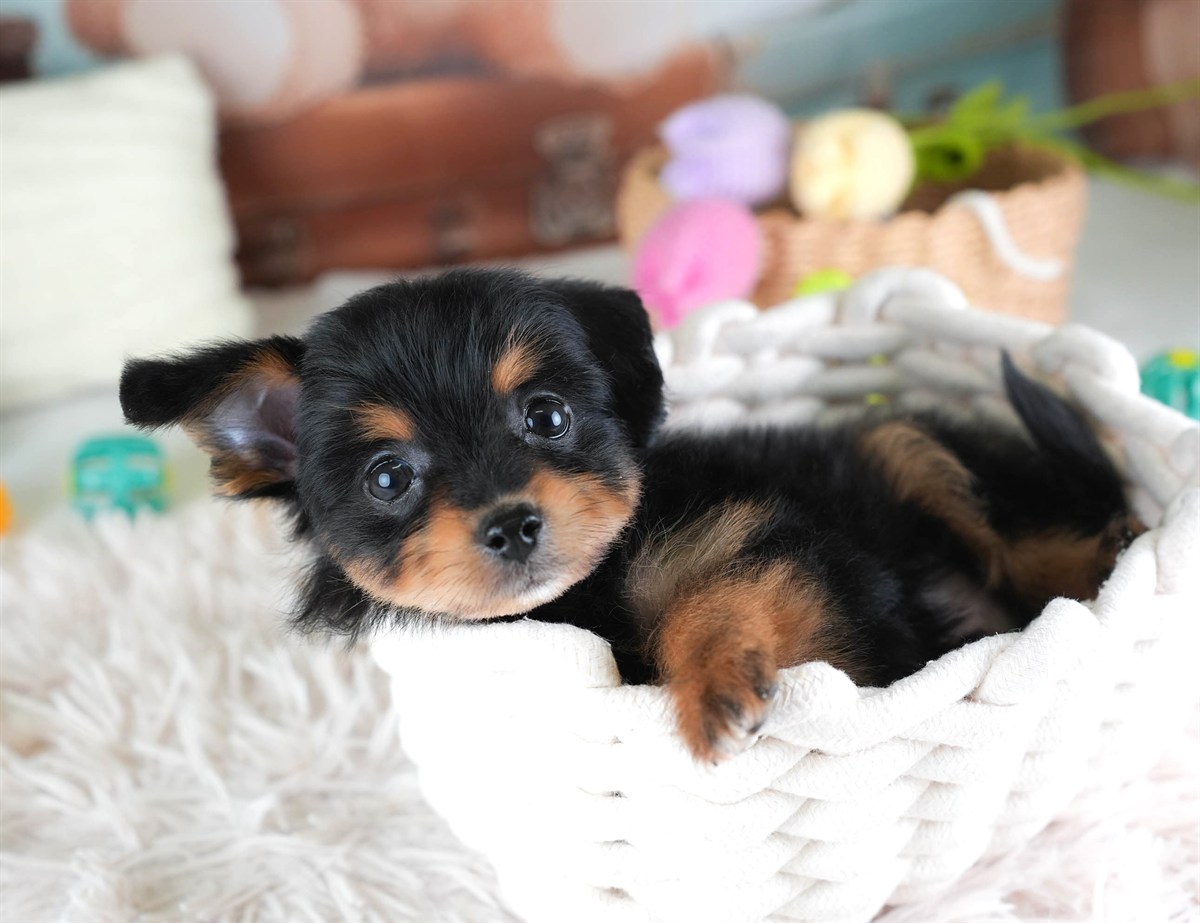 ポメプー | 男の子 | ブラック＆タン | 2026年2月22日（ID:dog-30003085）