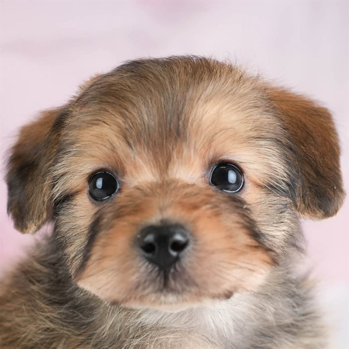 ポメプー | 男の子 | レッド | 2026年2月22日（ID:dog-30003086）