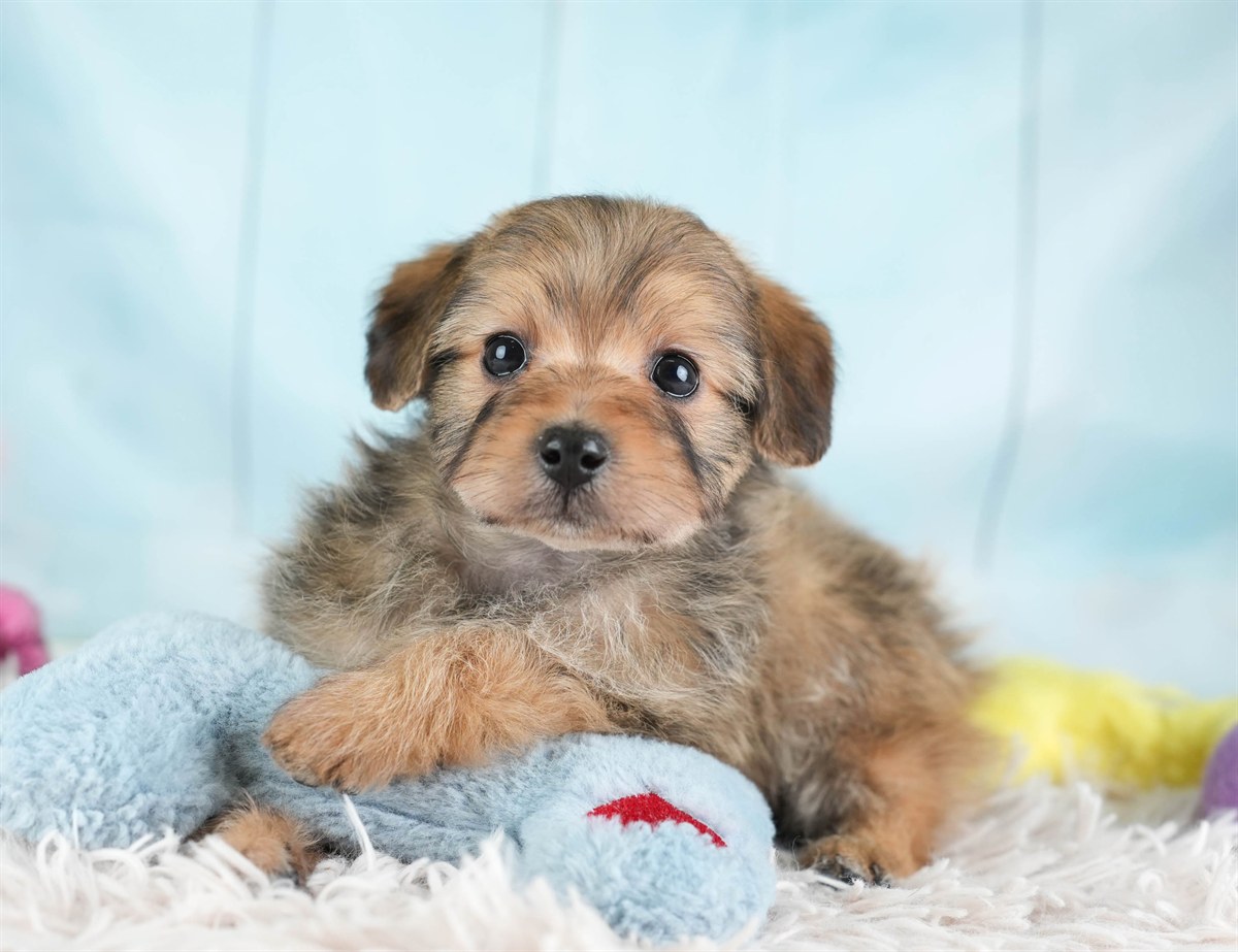 ポメプー | 男の子 | レッド | 2026年2月22日（ID:dog-30003086）