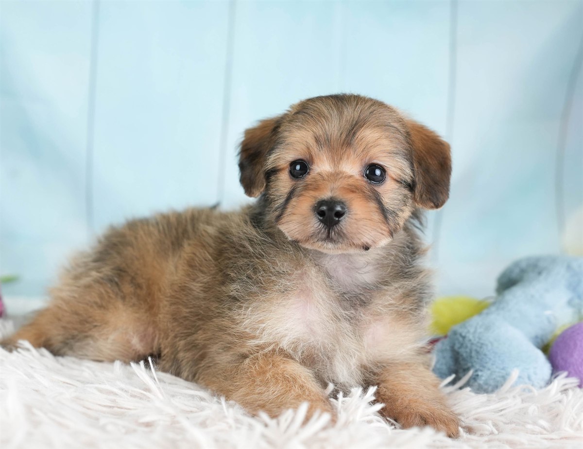 ポメプー | 男の子 | レッド | 2026年2月22日（ID:dog-30003086）