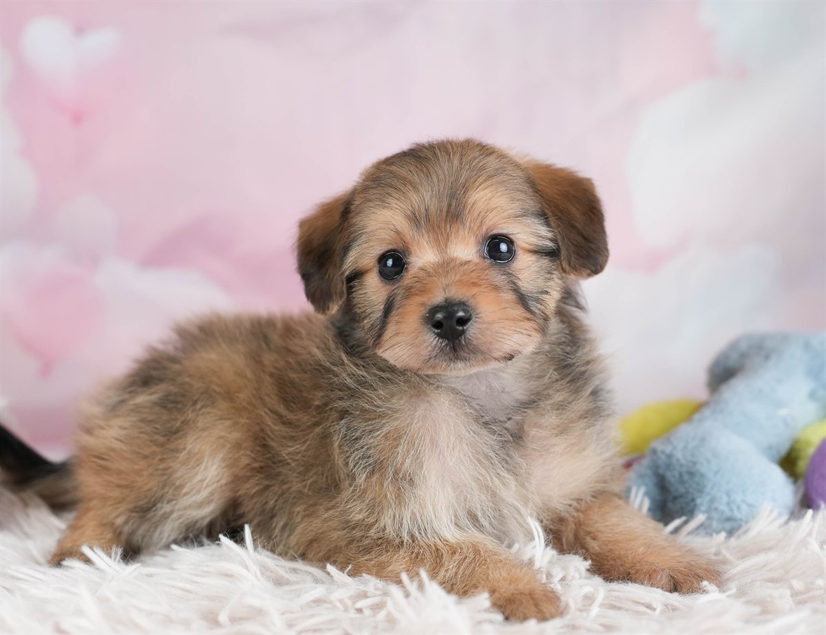 ポメプー | 男の子 | レッド | 2026年2月22日（ID:dog-30003086）