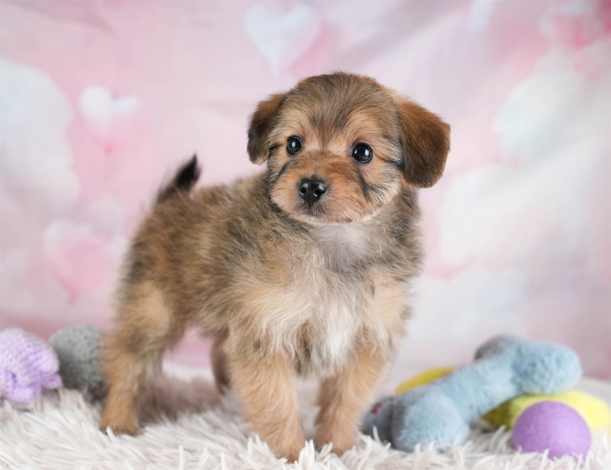 ポメプー | 男の子 | レッド | 2026年2月22日（ID:dog-30003086）