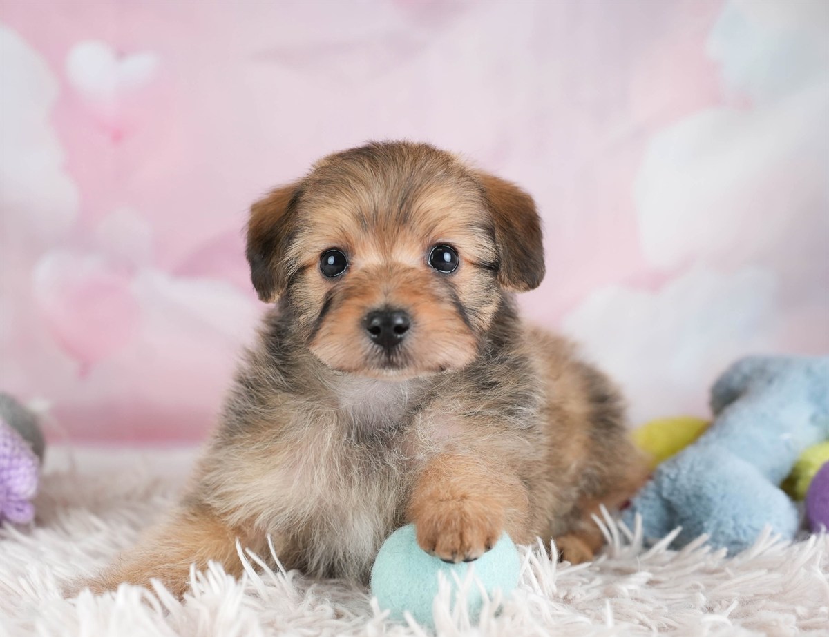 ポメプー | 男の子 | レッド | 2026年2月22日（ID:dog-30003086）