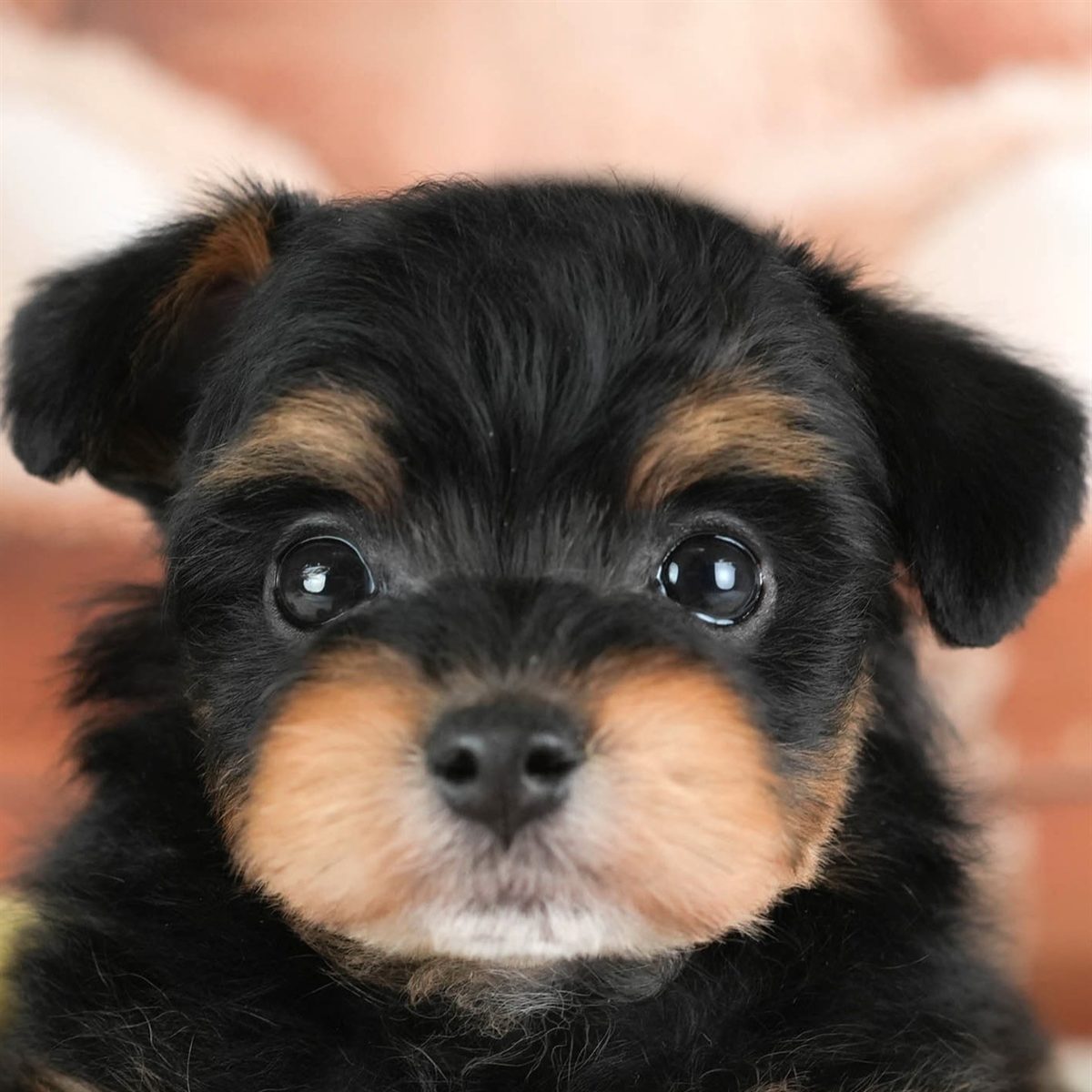 ポメプー | 男の子 | ブラック＆タン | 2026年2月22日（ID:dog-30003087）