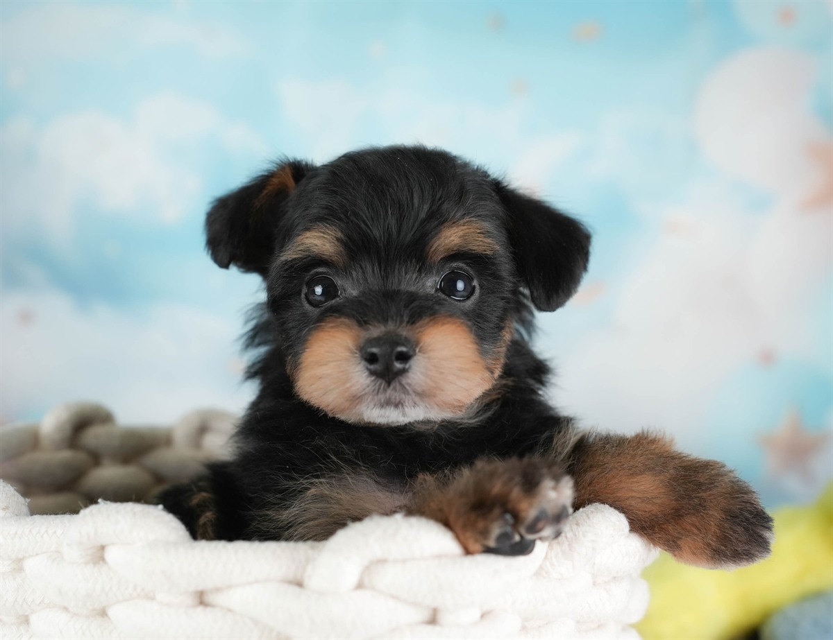 ポメプー | 男の子 | ブラック＆タン | 2026年2月22日（ID:dog-30003087）