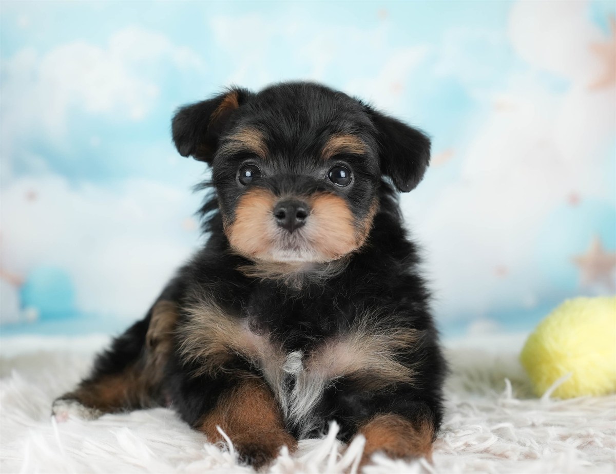 ポメプー | 男の子 | ブラック＆タン | 2026年2月22日（ID:dog-30003087）