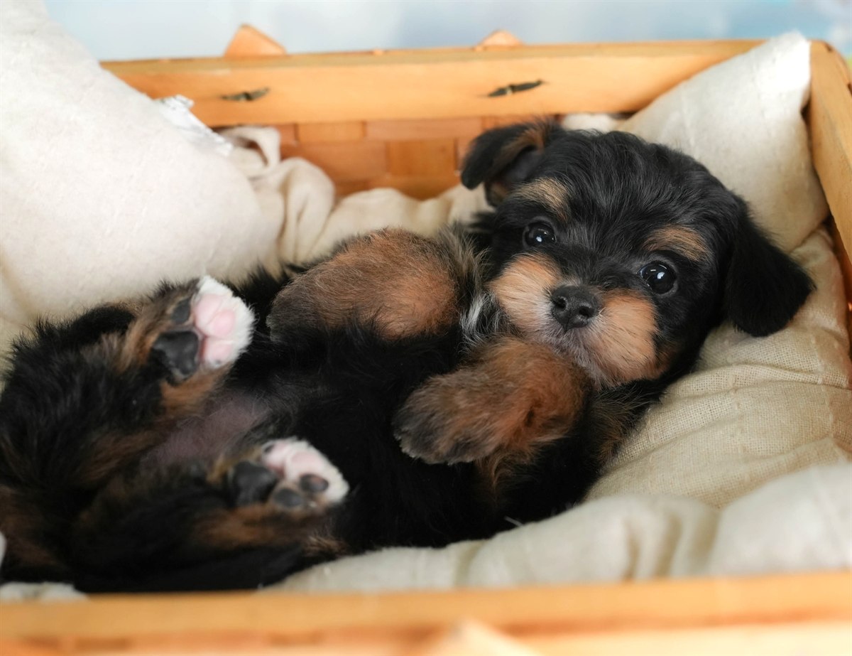 ポメプー | 男の子 | ブラック＆タン | 2026年2月22日（ID:dog-30003087）